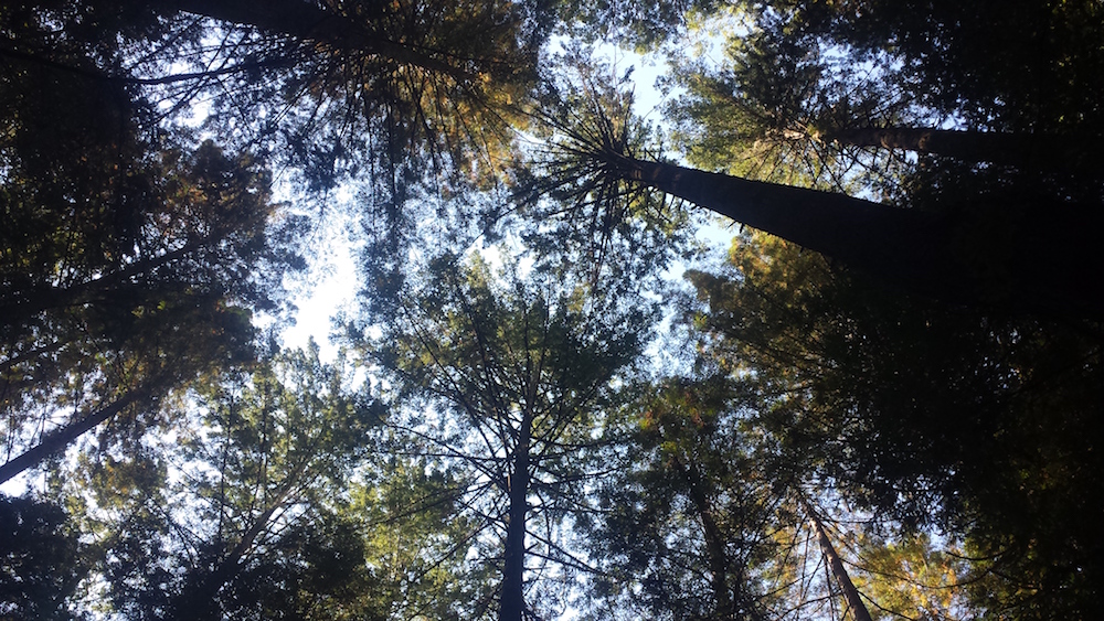 looking up at the redwoods