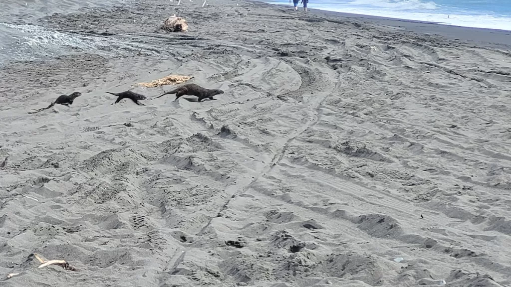 A Family of Otters going from the Usal Pond to the Ocean